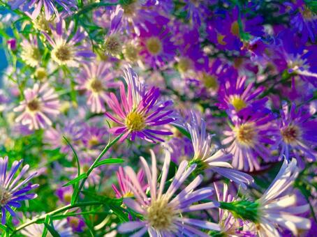 朝の花 朝の花の写真