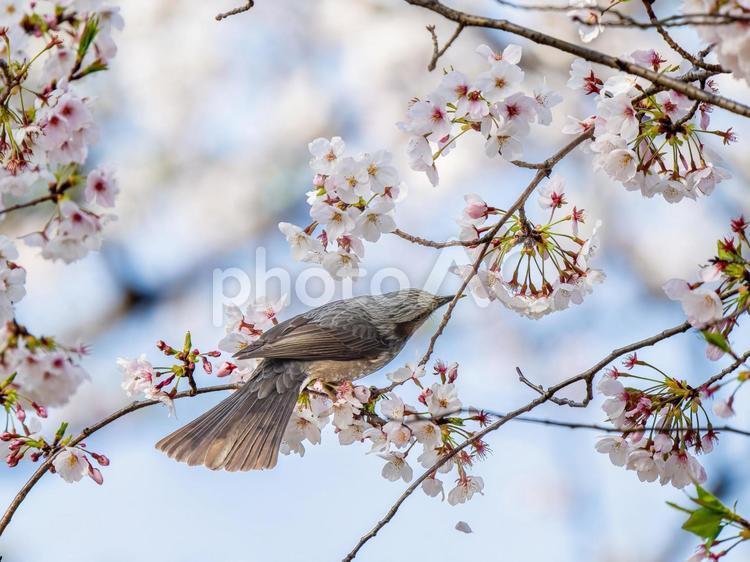 桜とヒヨドリ ヒヨドリ,野鳥,鳥の写真素材