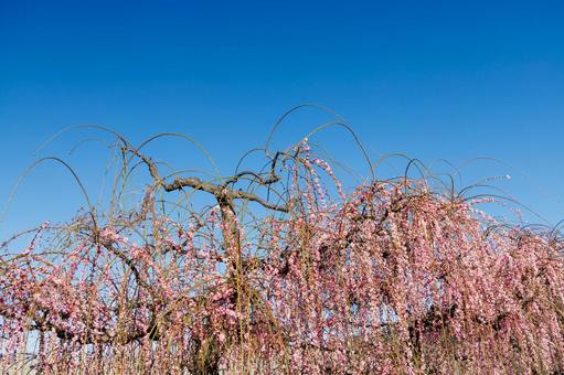 青空に映える満開の枝垂れ梅 梅,ピンク,梅の花の写真素材