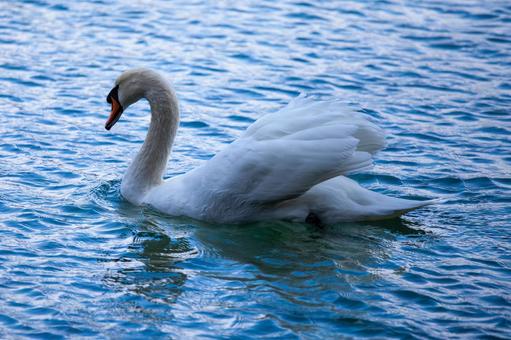 池を泳ぐ白鳥 池を泳ぐ白鳥 白鳥,ハクチョウ,スワンの写真素材