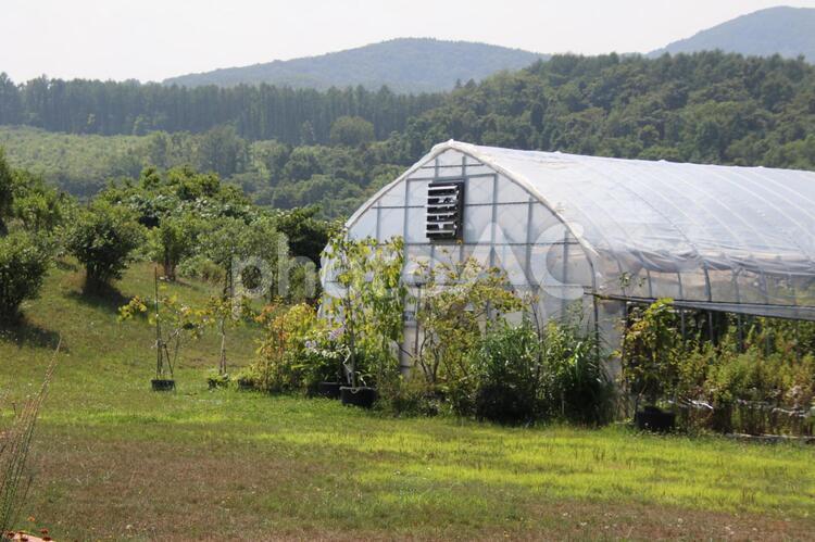 山間にある果樹のビニールハウス 村落,農業,ビニールハウスの写真素材