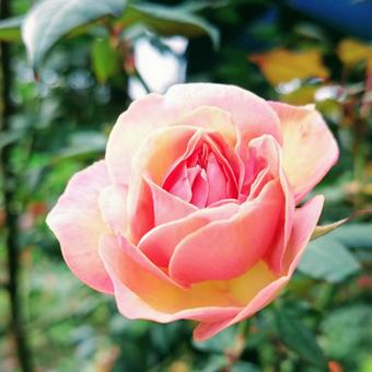 薔薇 薔薇の写真