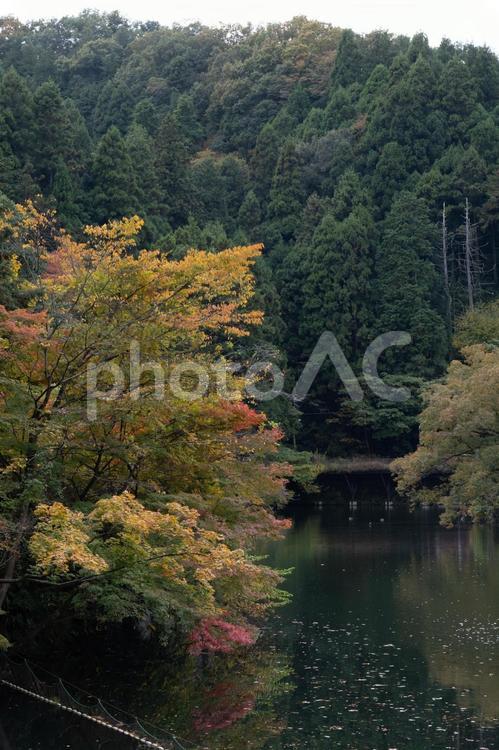 湖と色づく秋の風景 紅葉,モミジ,もみじの写真素材