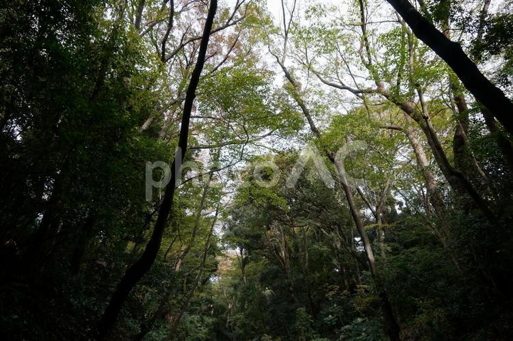 等々力渓谷の木々 等々力渓谷,等々力,渓谷の写真素材