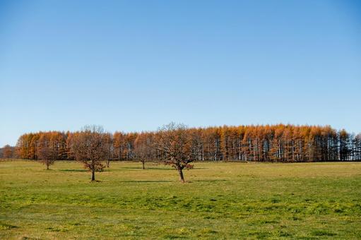 紅葉の林と青空が広がる草原 丘,丘陵,紅葉の写真素材