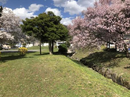 天気の良い日の公園 天気の良い日の公園の写真