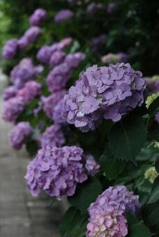 紫陽花の写真