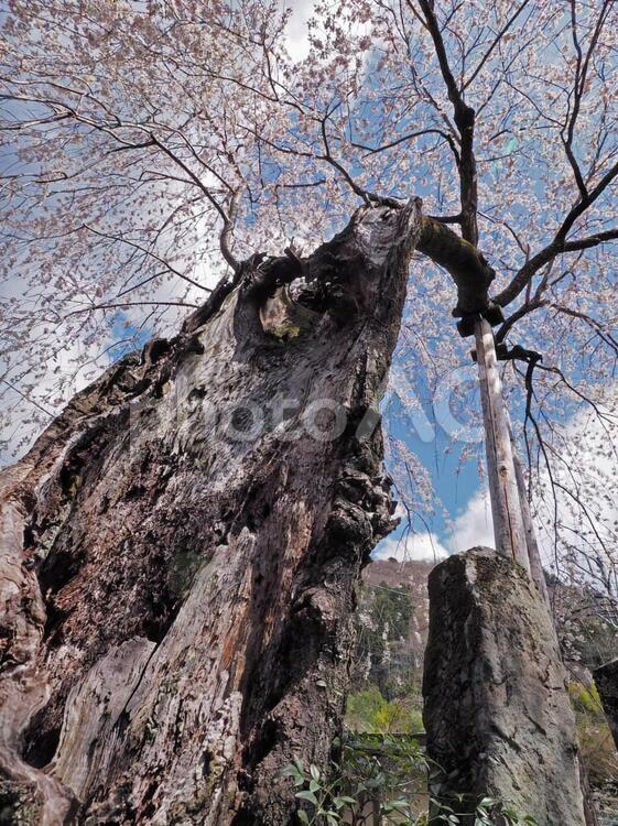 しだれ桜見上げる 桜,しだれ桜,見上げるの写真素材