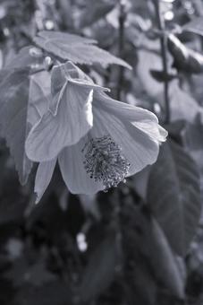 アブチロン Abutilon アブチロン Abutilon 花,アブチロン,abutilonの写真素材