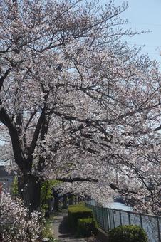 桜 桜の写真