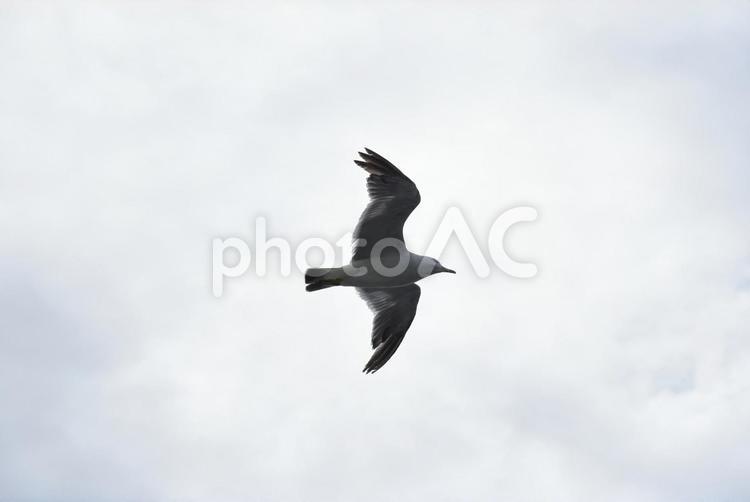 留萌の夏の海岸 かもめ,カモメ,津軽の写真素材