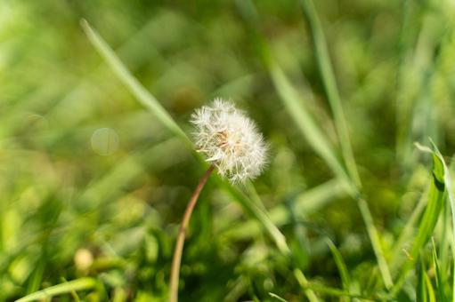 春の光とたんぽぽの綿毛② たんぽぽ,綿毛,植物の写真素材