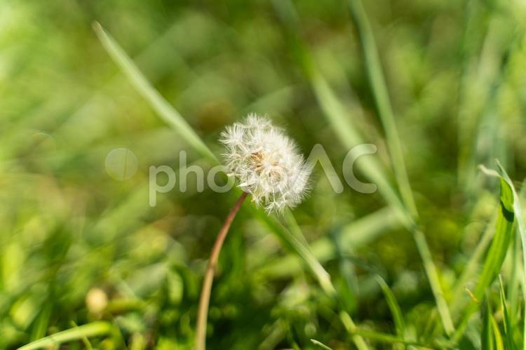 春の光とたんぽぽの綿毛② たんぽぽ,綿毛,植物の写真素材