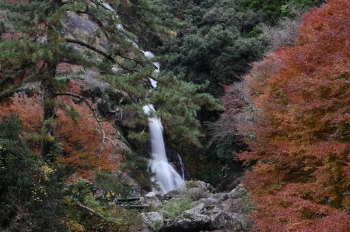 佐賀県唐津市の見返りの滝と紅葉 見返りの滝,佐賀県唐津市,滝の写真素材