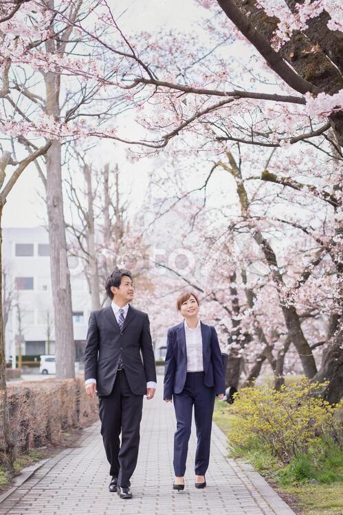 桜を見るスーツの男女 桜,春,入社の写真素材