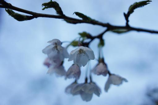 桜の木 桜の木の写真