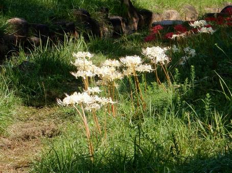 【彼岸花の写真】彼岸花が咲く風景 【彼岸花の写真】彼岸花が咲く風景 彼岸花,ヒガンバナ,自然の写真素材