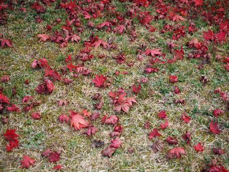芝生の上に散るモミジ 芝生の上に散るモミジ 紅葉,もみじ,落葉の写真素材