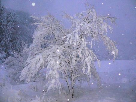大雪で木に積もった雪12 樹氷,冬,大雪の写真素材