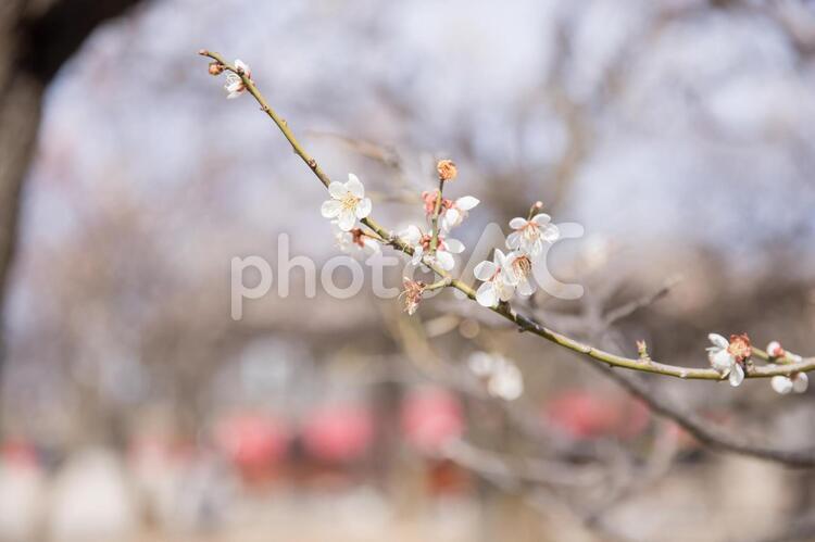 松本城の梅の花 梅の花,梅,花の写真素材