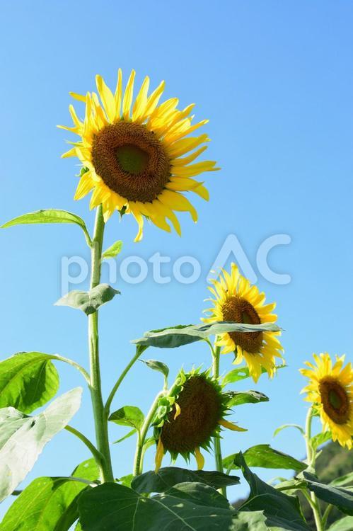 ひまわり(縦3連) ひまわり,向日葵,ヒマワリの写真素材