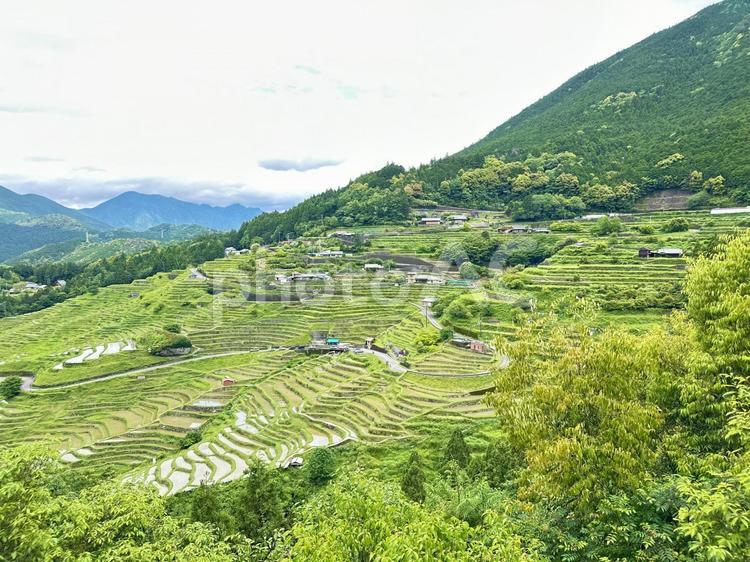 熊野　丸山千枚田 丸山千枚田,紀和町丸山地区,日本の棚田百選の写真素材