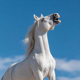 青空に映える白い馬のシルエット 青空に映える白い馬のシルエットの写真
