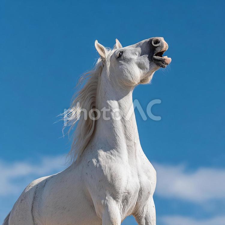 青空に映える白い馬のシルエット 馬,白馬,躍動感の写真素材