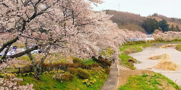 福島の春 春,桜,千本桜の写真素材