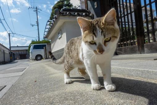猫 猫の写真