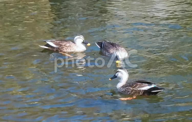 鴨の群れ 鴨,水鳥,カモの写真素材