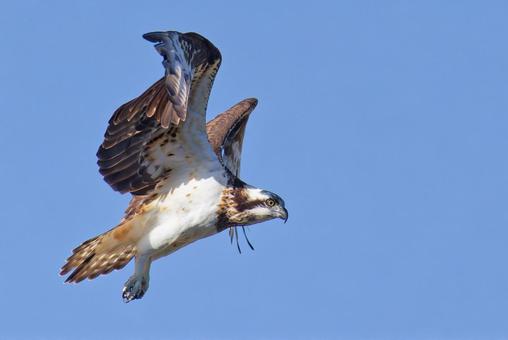 秋晴れにホバリングしているミサゴ ミサゴ,鶚,ウオタカの写真素材