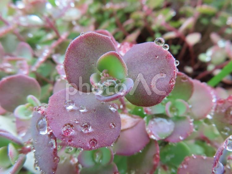雨に濡れるミセバヤ ミセバヤ,雨粒,水滴の写真素材