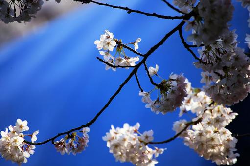 函館公園の青バックに映えるピンクの桜の花 函館公園の青バックに映えるピンクの桜の花 さくら,春,サクラの写真素材