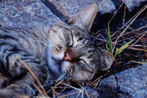 sleeping face, JPG sleeping face, JPG