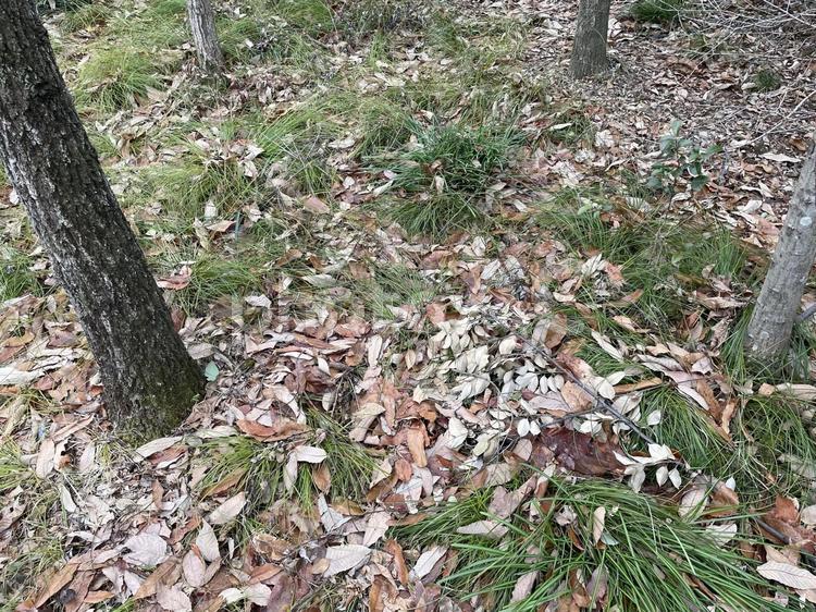 冬の雑木林の地面 地面,枯葉,雑木林の写真素材