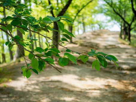 古墳に続く新緑の坂道 古墳に続く新緑の坂道の写真
