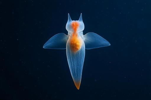 流氷の天使、クリオネの神秘的な姿 流氷の天使、クリオネの神秘的な姿の写真