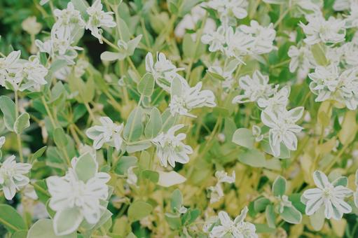 白と緑の爽やかな花 白と緑の爽やかな花 マクロ,花,植物の写真素材