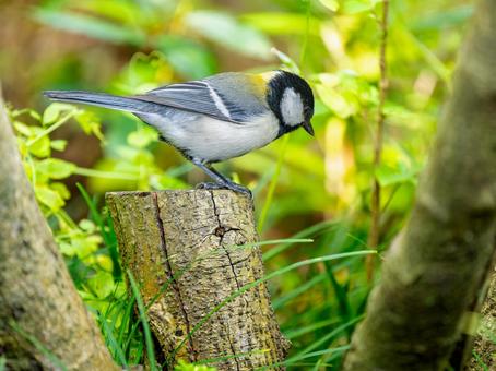 木にとまるシジュウカラ 木にとまるシジュウカラの写真
