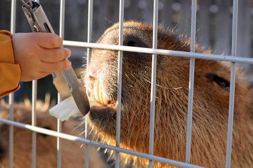 カピバラに野菜をあげる カピバラ,癒し,動物の写真素材