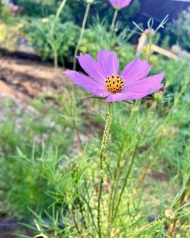 庭にコスモスの花 庭にコスモスの花の写真