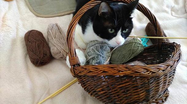 毛糸にじゃれる猫 毛糸にじゃれる猫 毛糸,猫,ハチワレ猫の写真素材