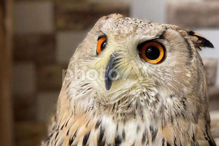 フクロウ　ミミズク 猛禽,野生動物,フクロウの写真素材