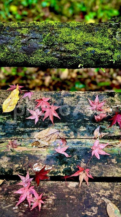 かわいいもみじたち 紅葉,秋,もみじの写真素材