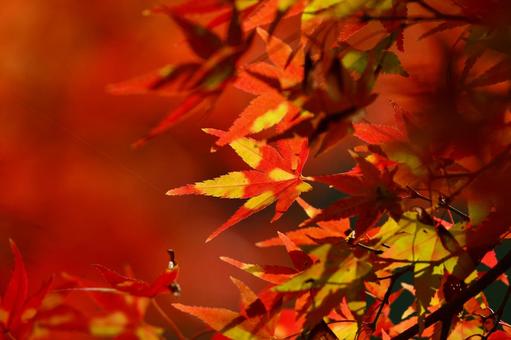 萌えの季節の写真