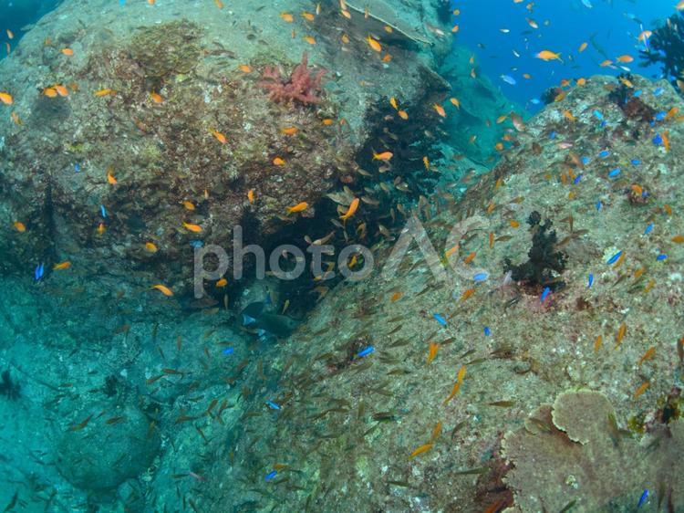 海中風景 海中風景,岩礁,熱帯魚の写真素材