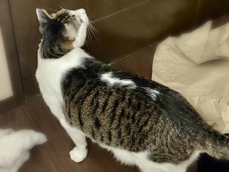 ドアの前で上を向くキジ白猫さん ドアの前で上を向くキジ白猫さん 猫,キジシロ,立つの写真素材