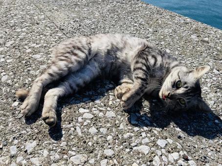 ベロが出てる猫ちゃん 野良猫,ノラネコ,ねこの写真素材