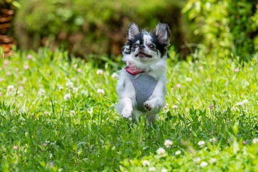 甘えん坊なチワワ 甘えん坊なチワワ ちわわ,チワワ,犬の写真素材